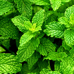 HUILE ESSENTIELLE DE MENTHE POIVRÉE
