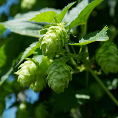 Houblon